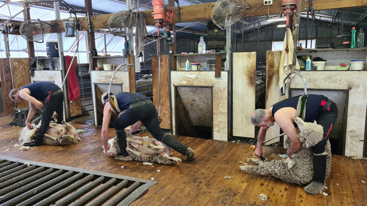 shearers shearing sheep