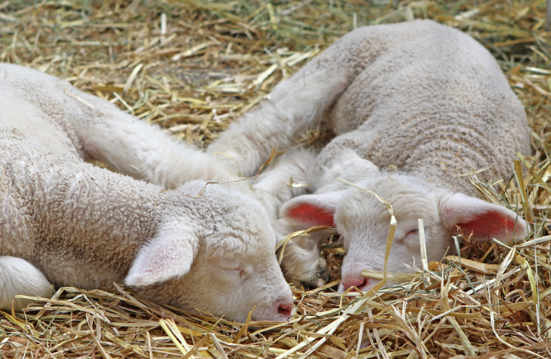 sleeping lambs
